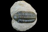 Detailed Reedops Trilobite - Atchana, Morocco #125195-1